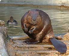 Baldy Beaver